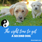 The “Right” Time To Get a Second Dog