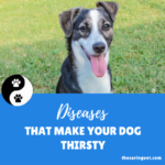 Diseases that Make Dog Drink Tons of Water