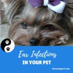 Ear Infections in Pets