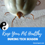 Keep Your Pet Healthy During Tick Season