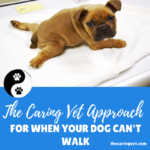 The Caring Vet Approach for When Your Dog Can’t Walk