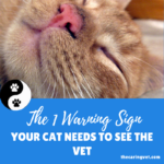 The One Warning Sign That Your Cat Needs To See the Vet