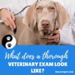 What Does a Thorough Veterinary Exam Look Like?
