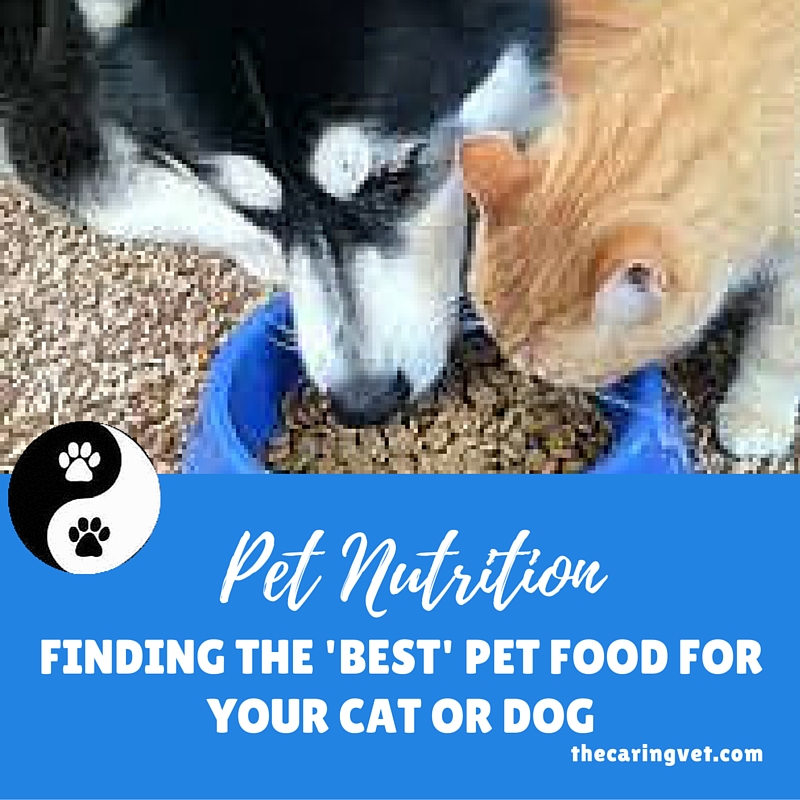 Pet Nutrition Finding the ‘Best’ Pet Food for Your Cat or Dog