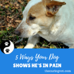5 Ways Your Dog Shows You He’s In Pain