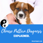 A Chinese Pattern Diagnosis, Explained.