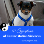 10 Symptoms of Motion Sickness in Dogs